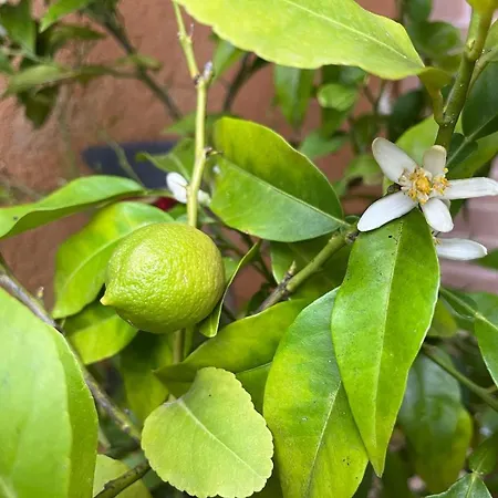 Lejlighed Dolceturismo Fontecaime...relax... *